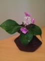 f:id:a1093354:20130622174420j:image:medium:left