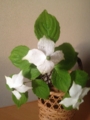 f:id:a1093354:20150523174749j:image:medium:left