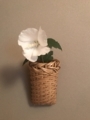 f:id:a1093354:20180707182204j:image:medium:left