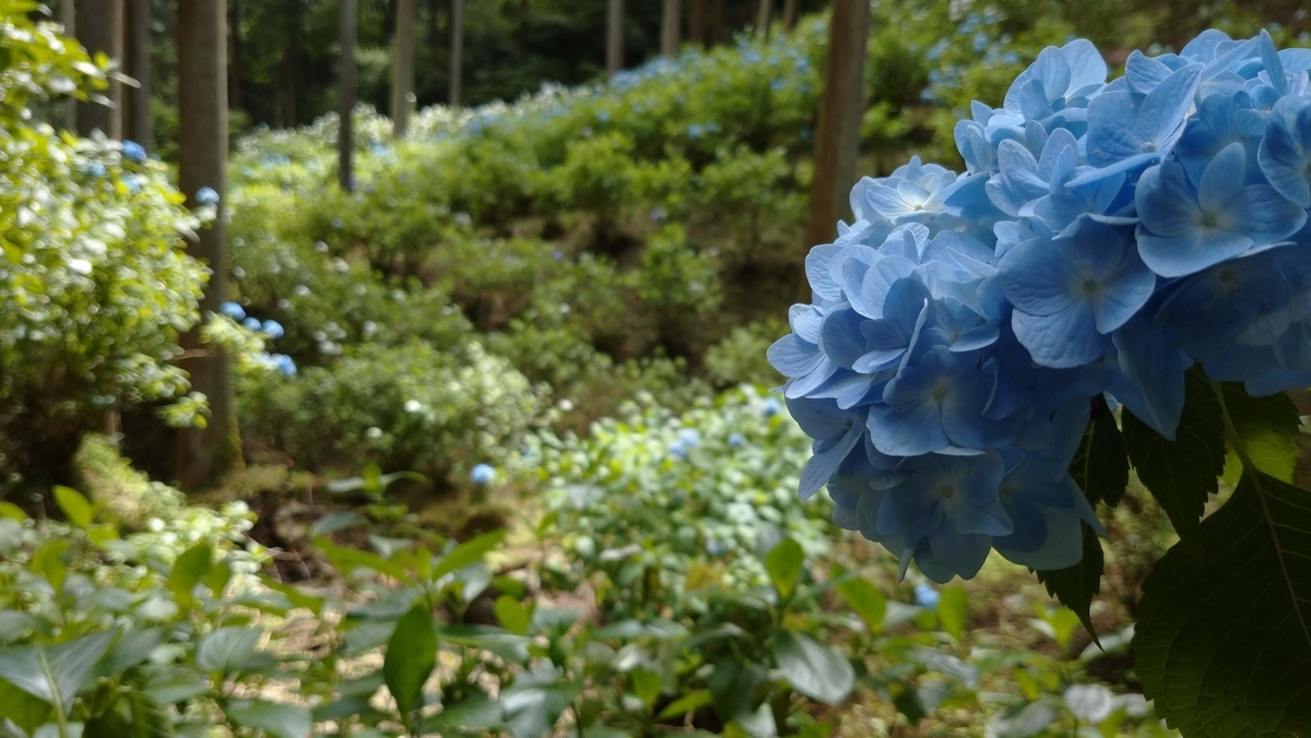 f:id:a1518362:20220126215644j:plain