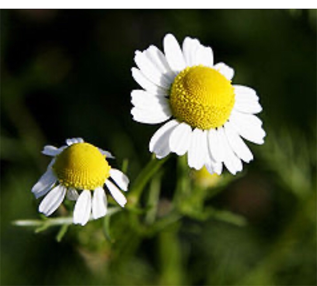 f:id:a16y27n02s01:20200514130114j:plain