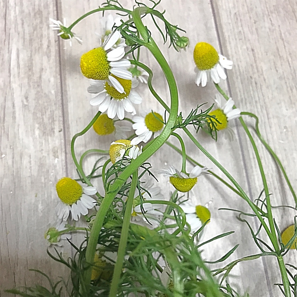 f:id:a16y27n02s01:20200514130126j:image