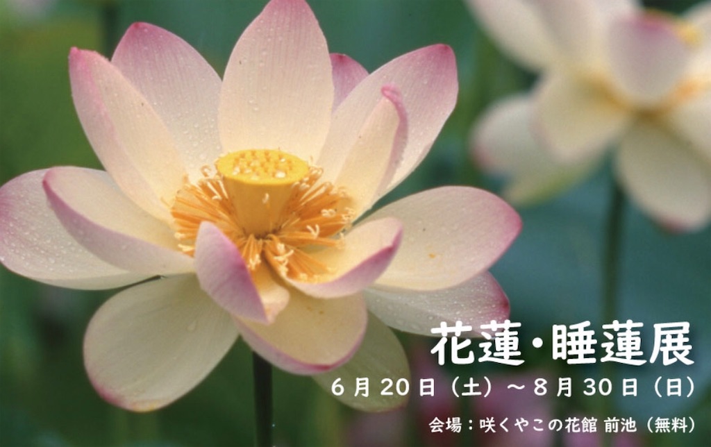 f:id:a16y27n02s01:20200616002021j:image