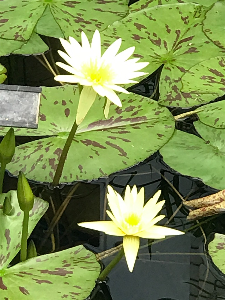 f:id:a16y27n02s01:20200616002214j:image