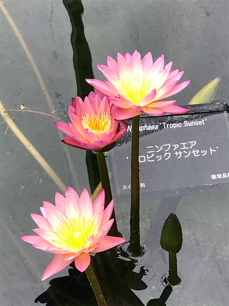 f:id:a16y27n02s01:20200616002218j:image