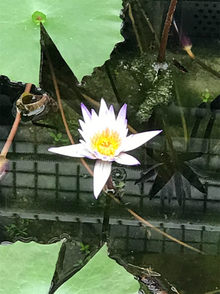 f:id:a16y27n02s01:20200616002221j:image