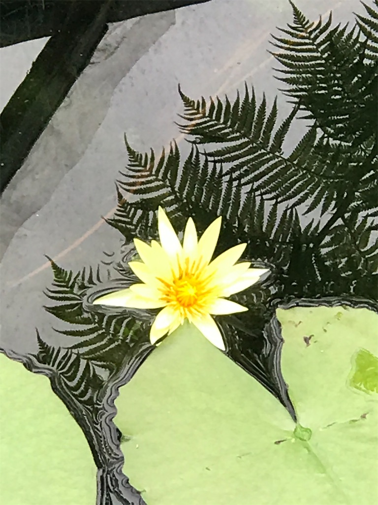 f:id:a16y27n02s01:20200616002228j:image