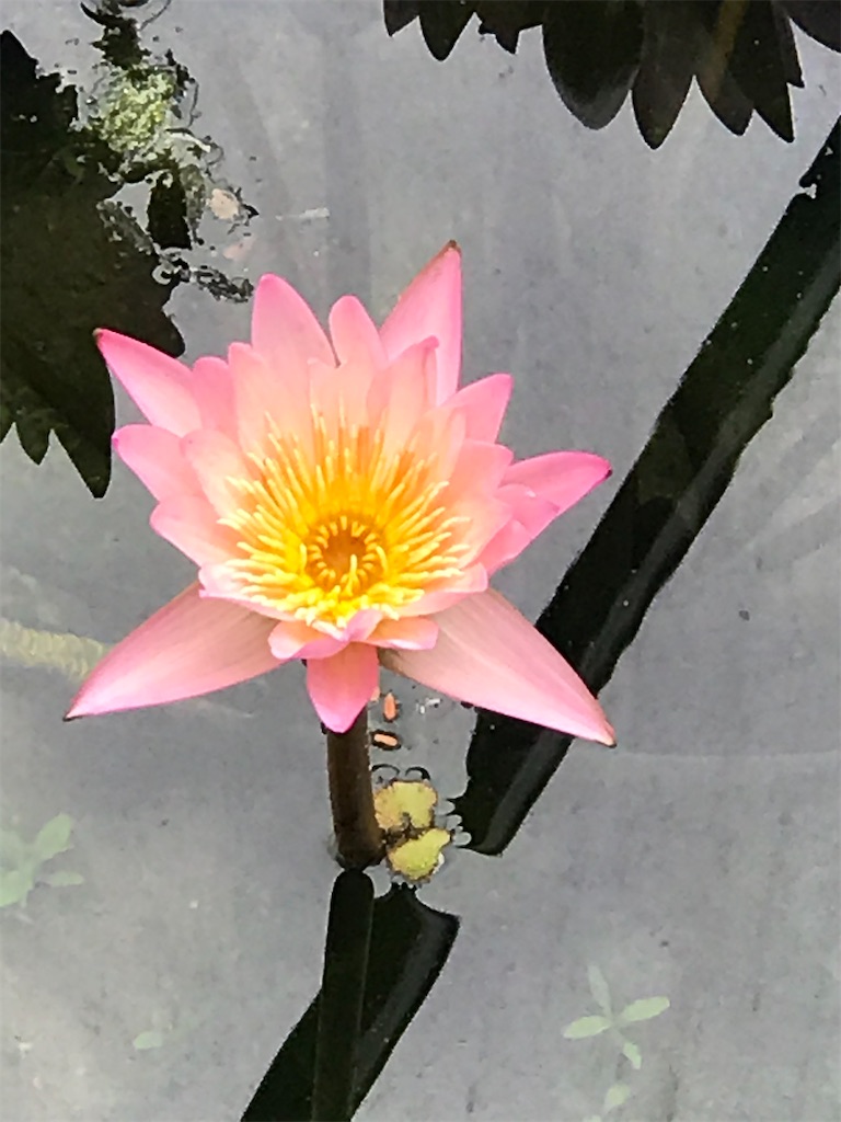 f:id:a16y27n02s01:20200616002232j:image