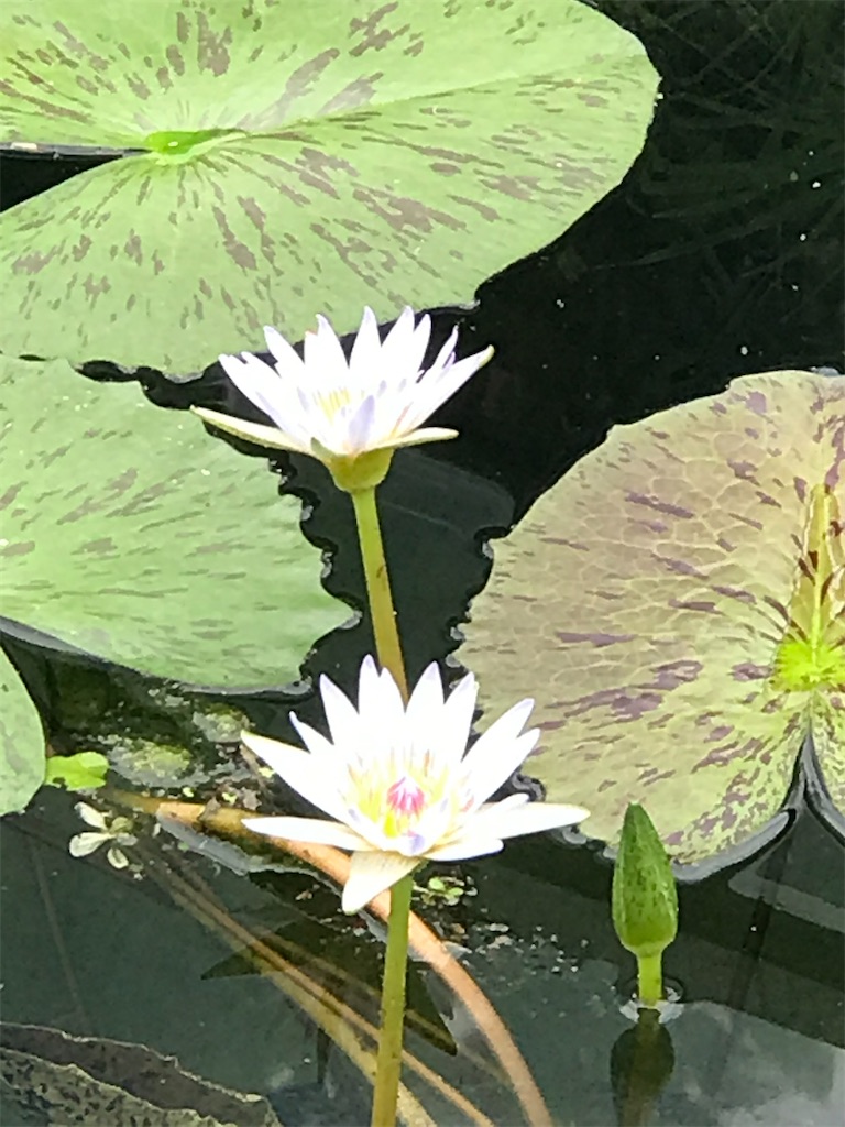 f:id:a16y27n02s01:20200616002235j:image