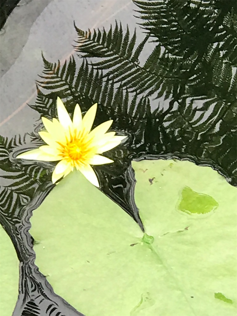 f:id:a16y27n02s01:20200616003221j:image