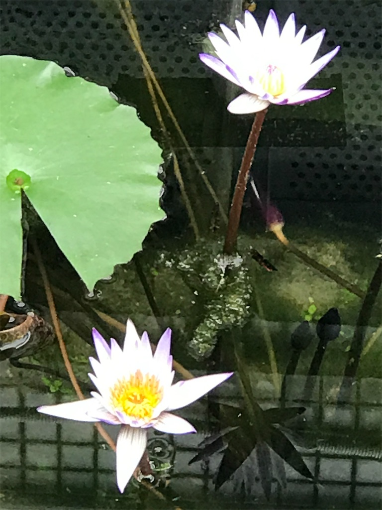 f:id:a16y27n02s01:20200616003225j:image