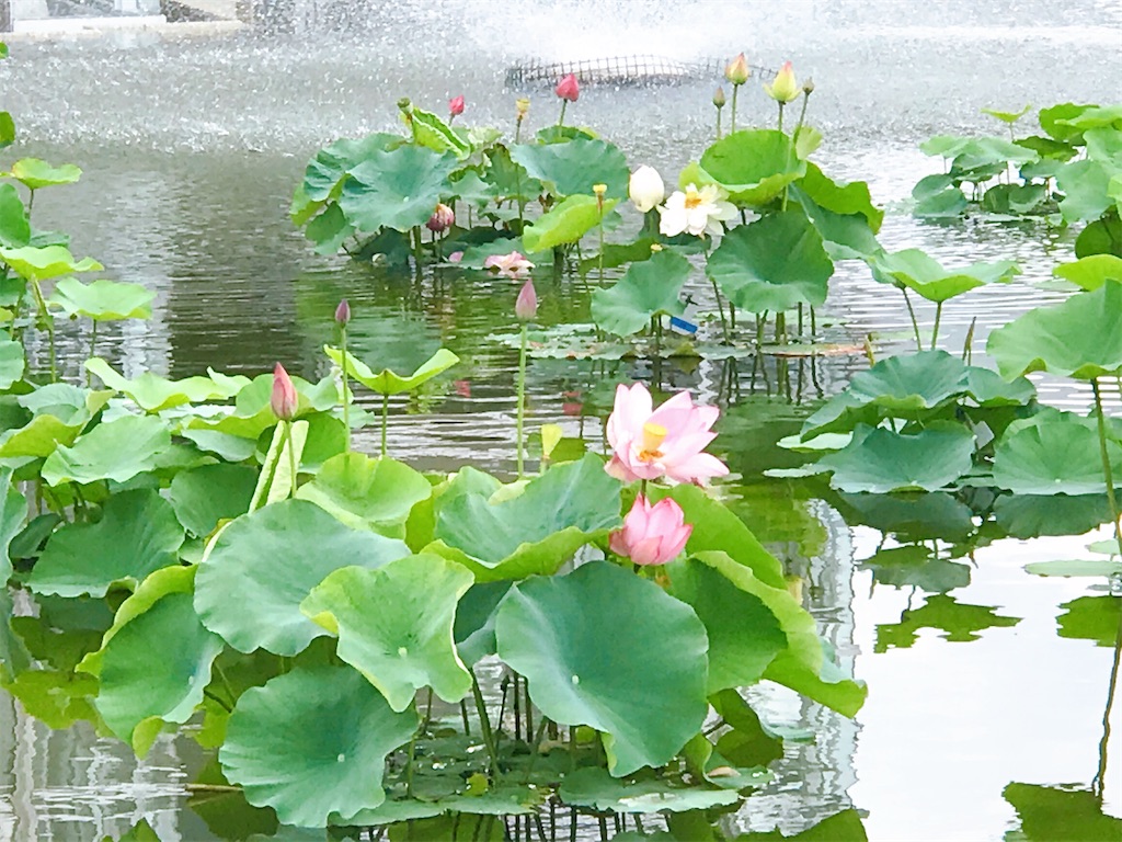 f:id:a16y27n02s01:20200616014157j:image