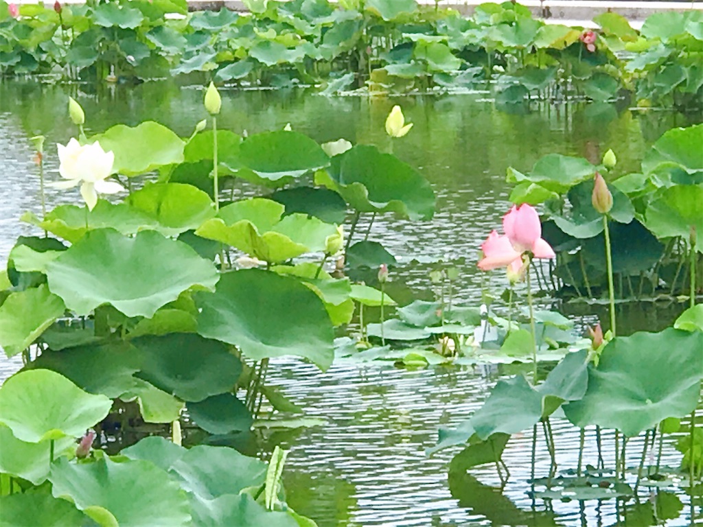 f:id:a16y27n02s01:20200616014206j:image