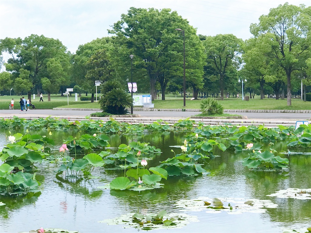 f:id:a16y27n02s01:20200616014414j:image