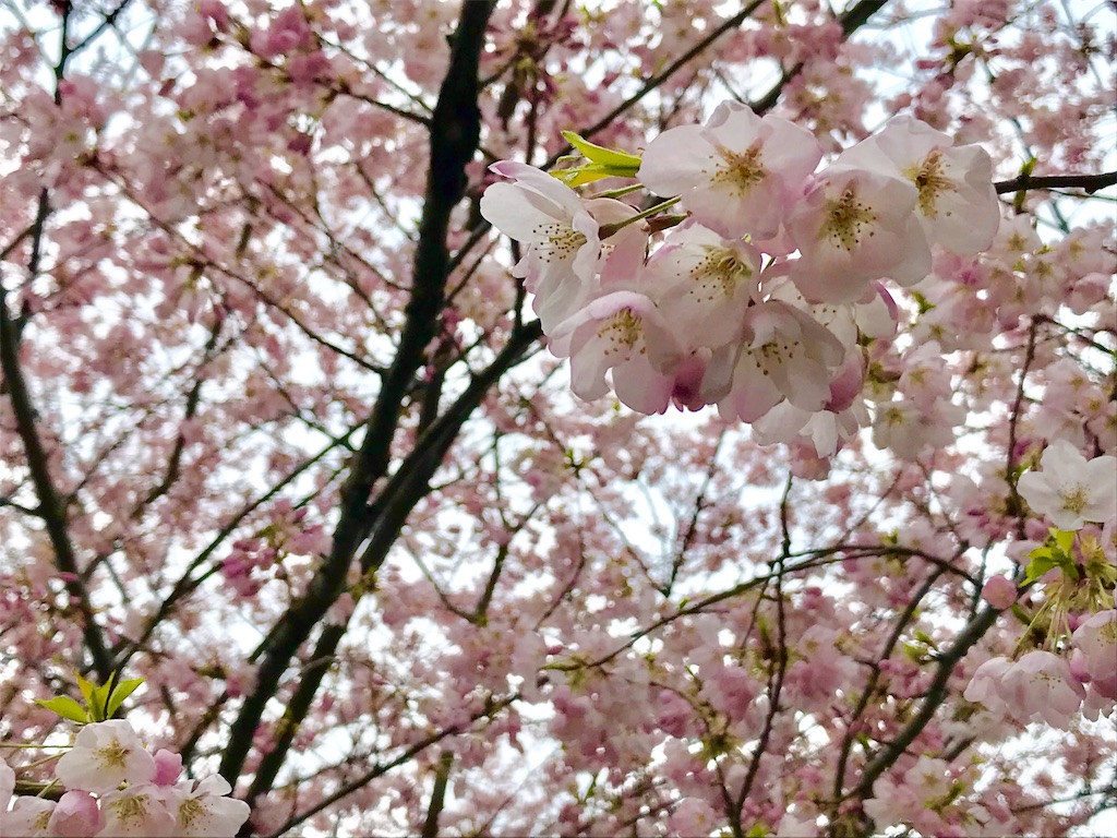 f:id:a1oe1ha:20190513004506j:image f:id:a1oe1ha:20190513004506j:image