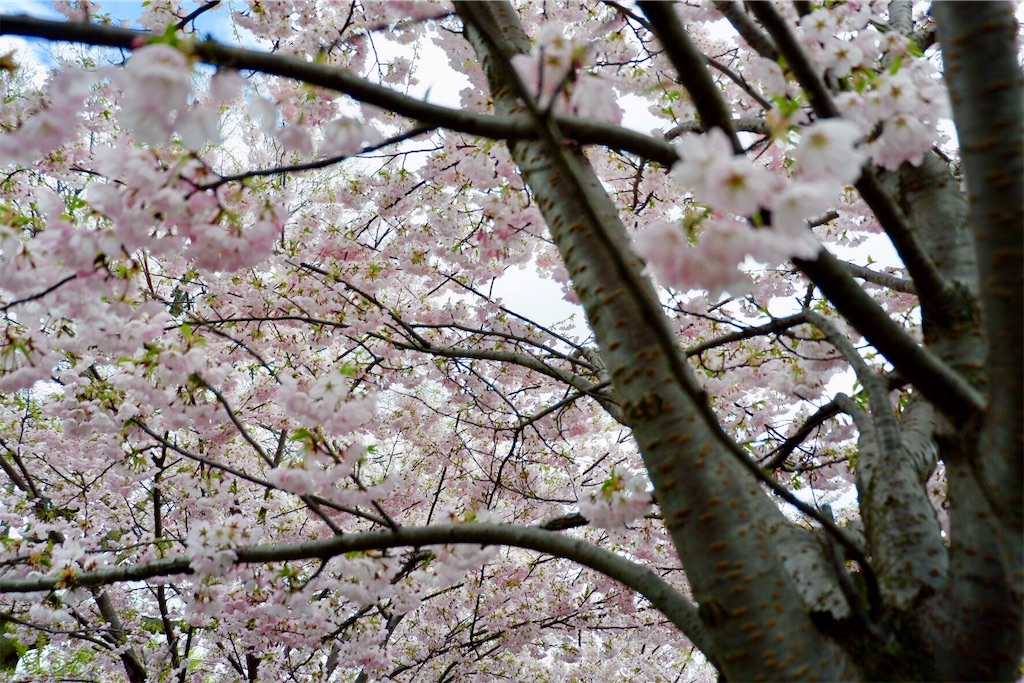 f:id:a1oe1ha:20190513004511j:image f:id:a1oe1ha:20190513004511j:image