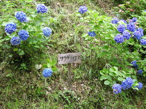 f:id:a2004:20070722162757j:image