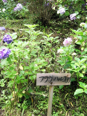 f:id:a2004:20070722163144j:image