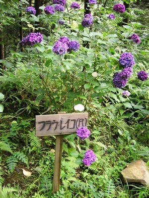 f:id:a2004:20070722163158j:image