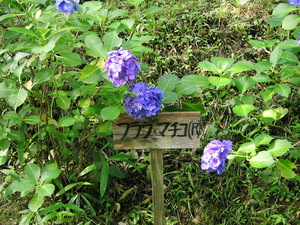 f:id:a2004:20070722163210j:image