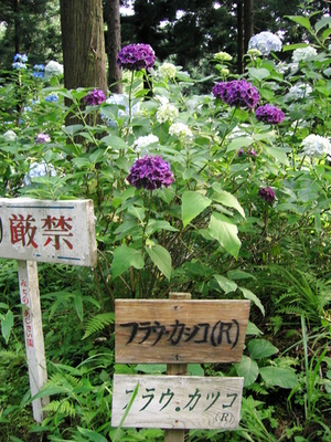f:id:a2004:20070722163253j:image