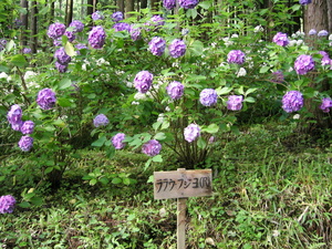f:id:a2004:20070722163324j:image