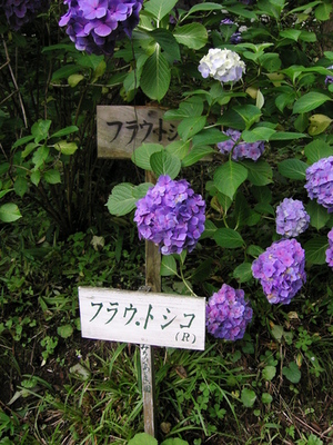 f:id:a2004:20070722163337j:image