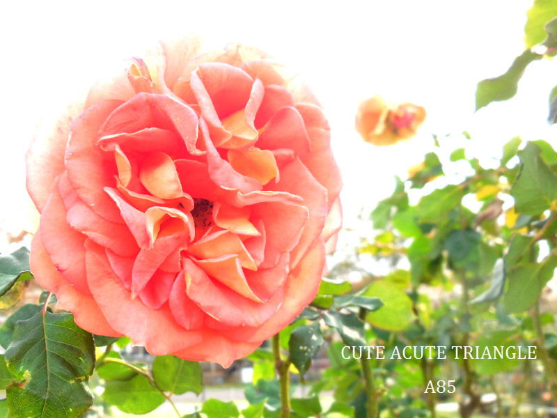 f:id:a200v:20151125222031j:plain f:id:a200v:20151125222031j:plain