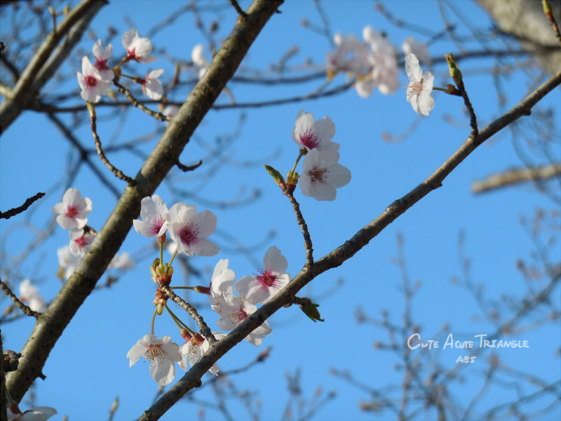 f:id:a200v:20190326000042j:plain