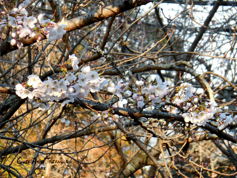 f:id:a200v:20190326000108j:plain