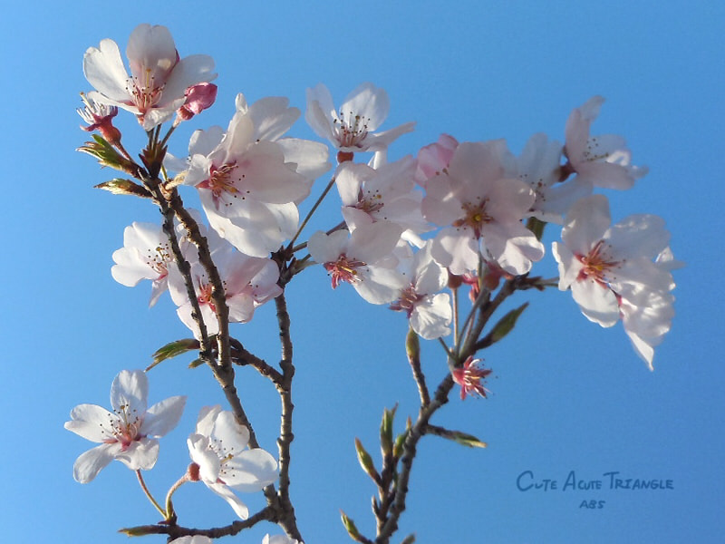 f:id:a200v:20190326000134j:plain