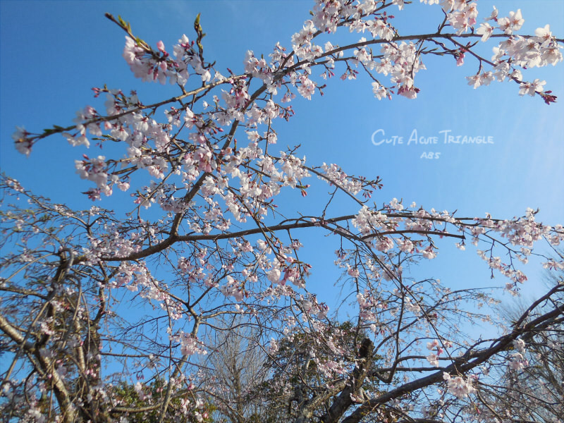 f:id:a200v:20190326000147j:plain