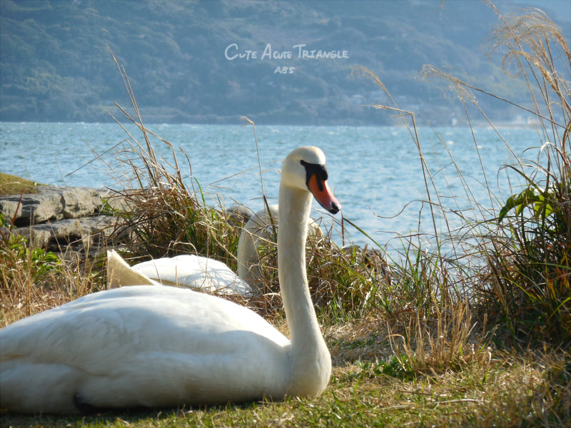 f:id:a200v:20190326000202j:plain
