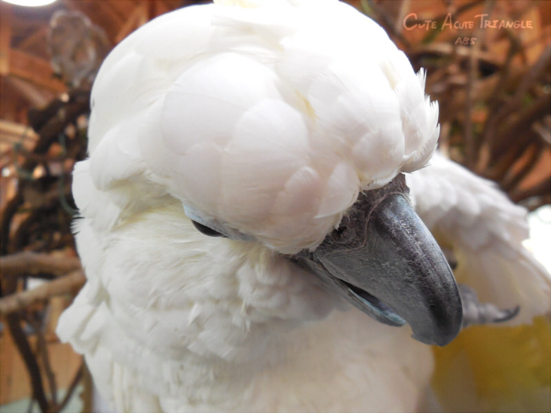 f:id:a200v:20190411003358j:plain