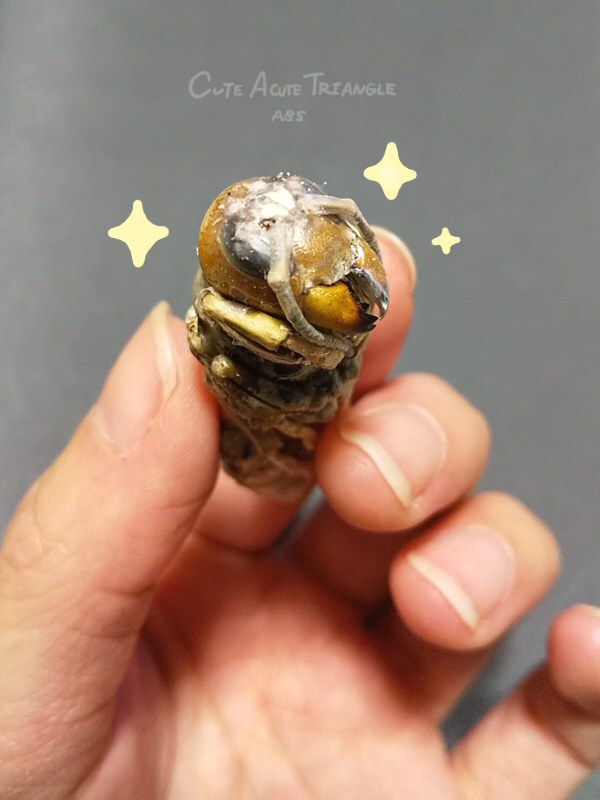 f:id:a200v:20201204172959j:plain