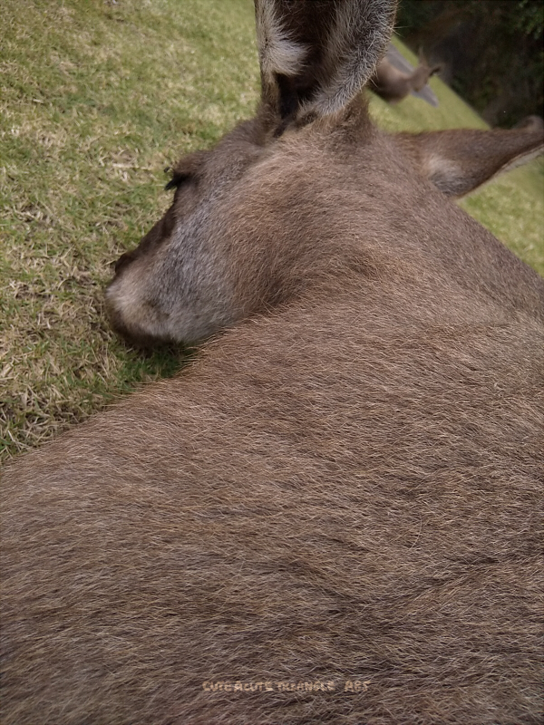 f:id:a200v:20211110183233j:plain