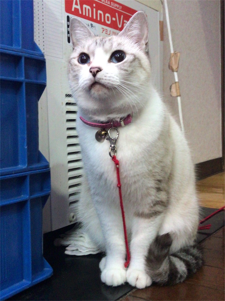 f:id:a24figaro:20191003205721j:image