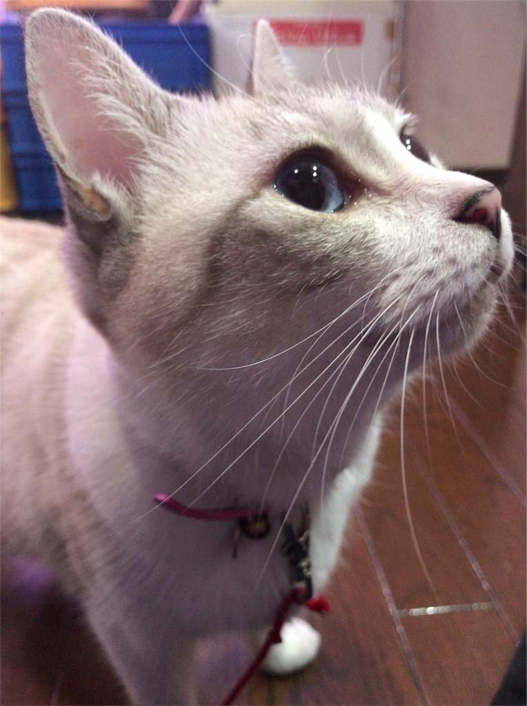 f:id:a24figaro:20191003205726j:image