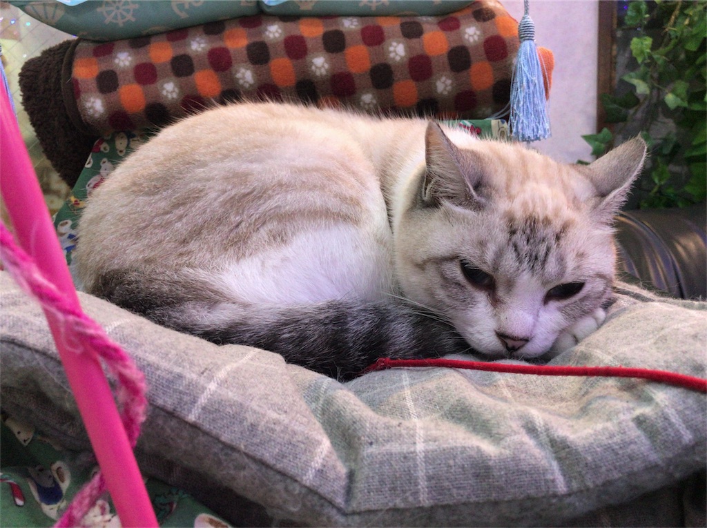 f:id:a24figaro:20191003205809j:image