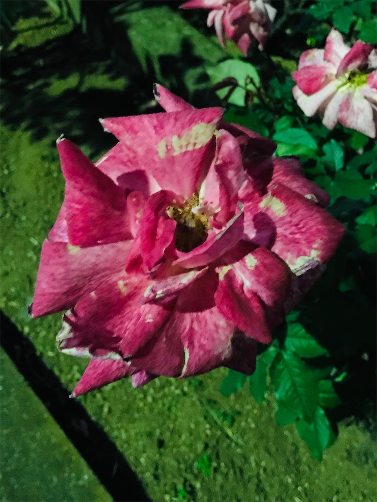 f:id:a24figaro:20201124022450j:image f:id:a24figaro:20201124022450j:image