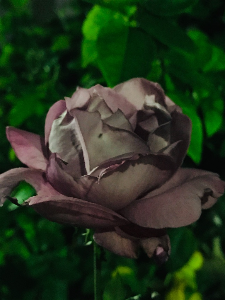 f:id:a24figaro:20201124022455j:image f:id:a24figaro:20201124022455j:image