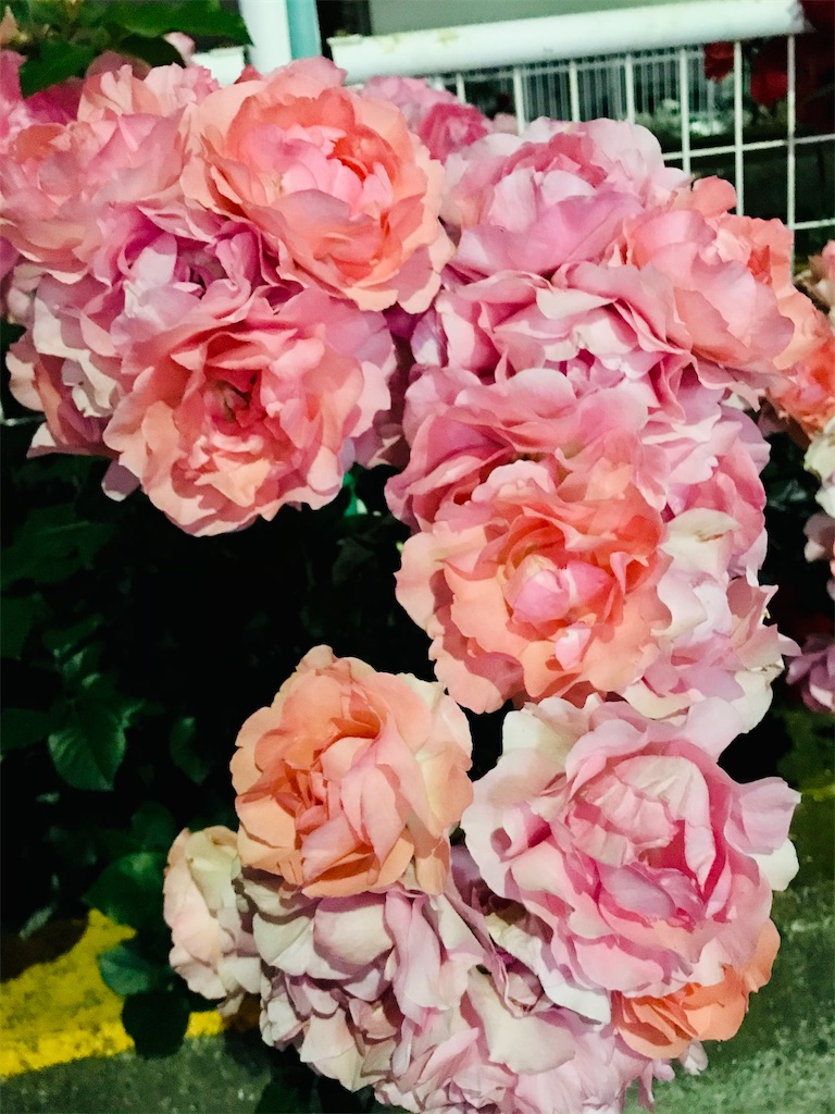 f:id:a24figaro:20210530192350j:image f:id:a24figaro:20210530192350j:image