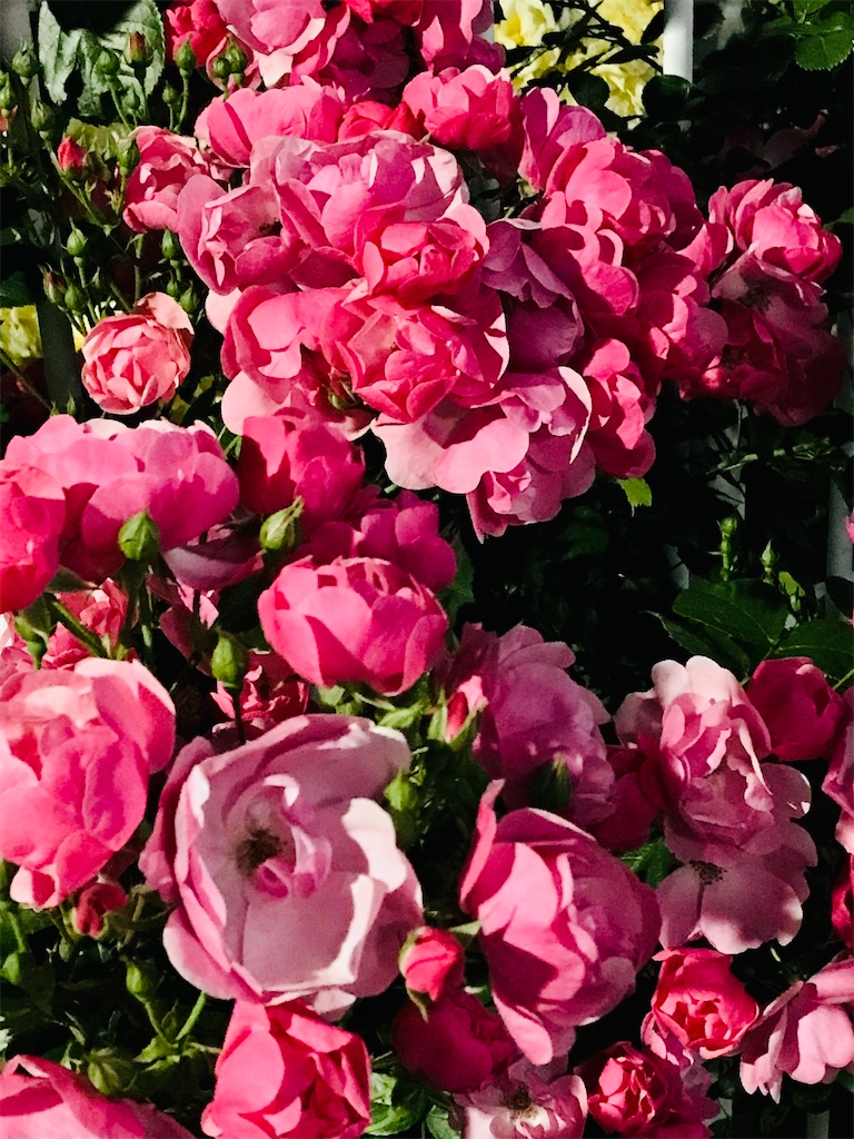 f:id:a24figaro:20210530192408j:image f:id:a24figaro:20210530192408j:image