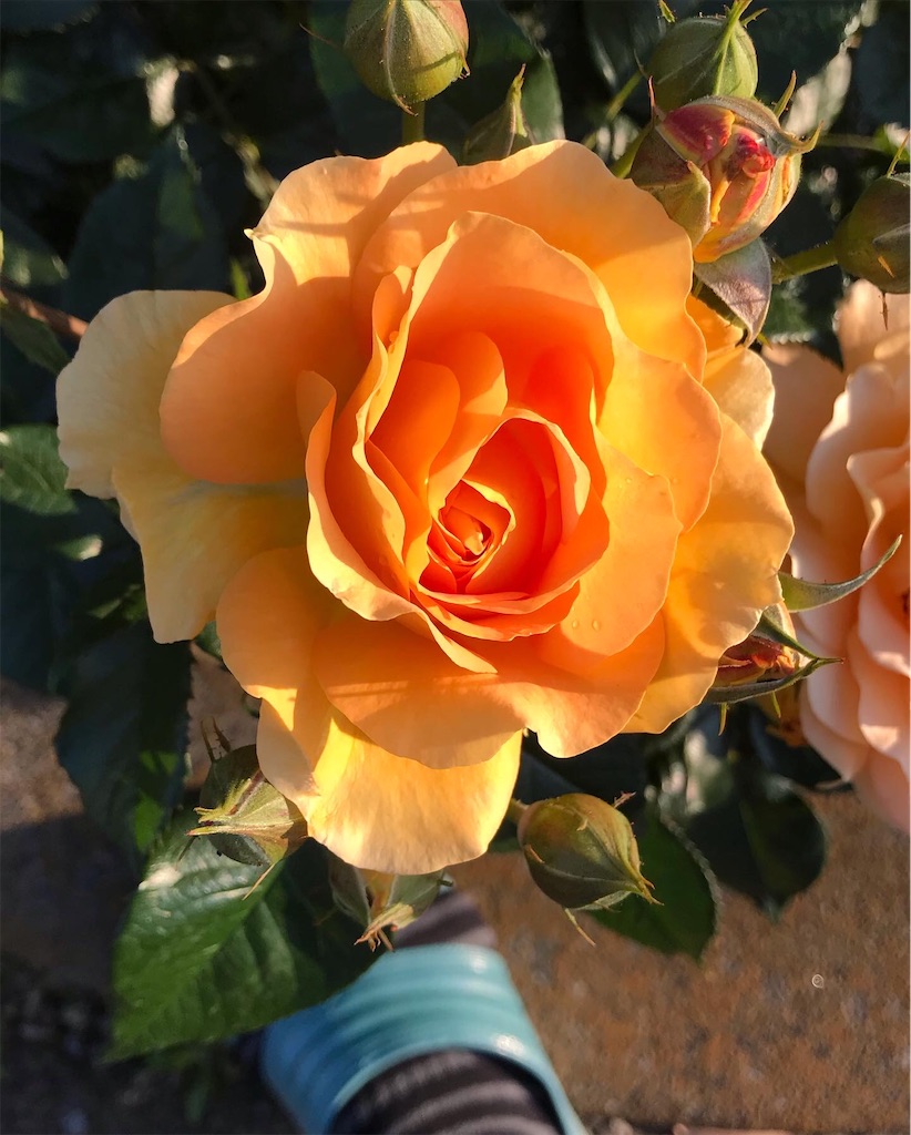 f:id:a24figaro:20220504150043j:image