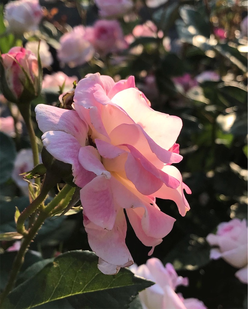 f:id:a24figaro:20220504150048j:image