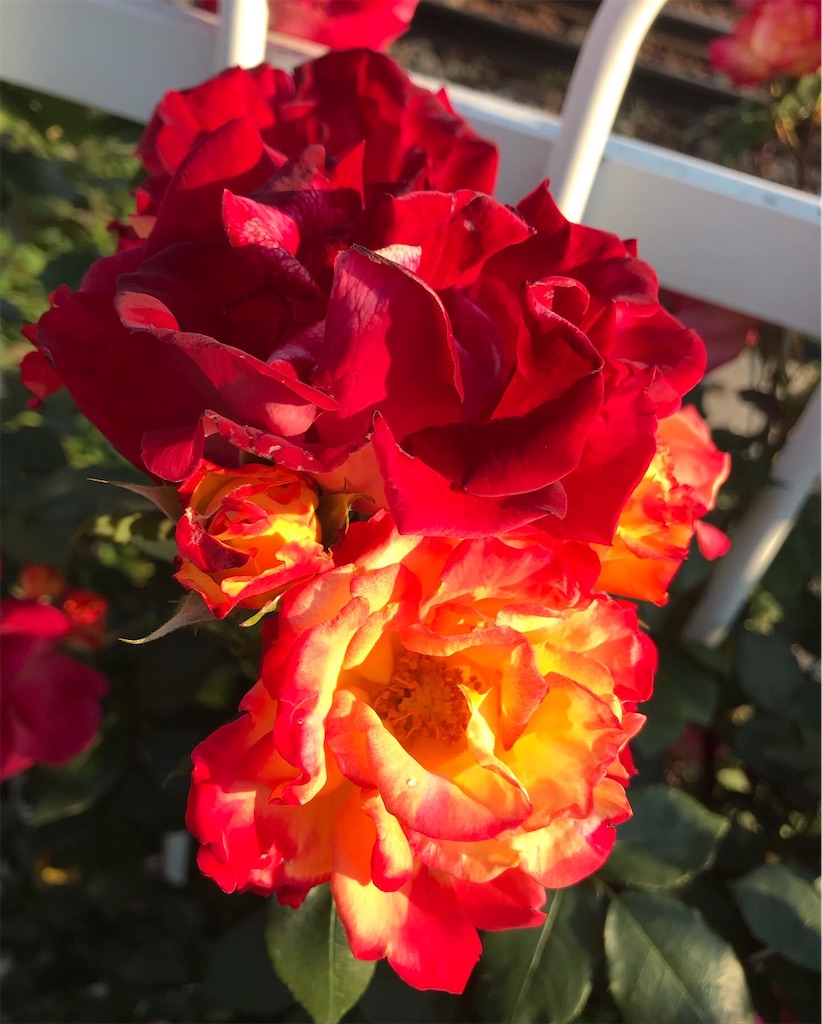 f:id:a24figaro:20220504150104j:image