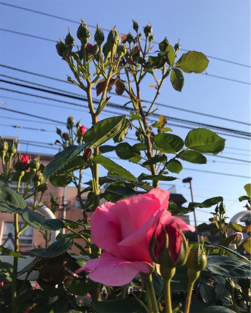 f:id:a24figaro:20220504150107j:image