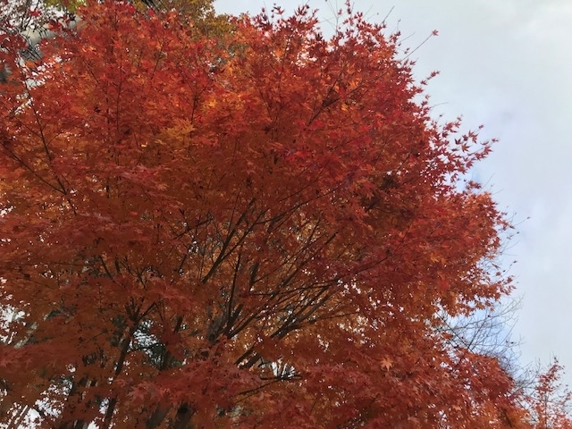 f:id:a2hiragan:20191113172753j:plain f:id:a2hiragan:20191113172753j:plain