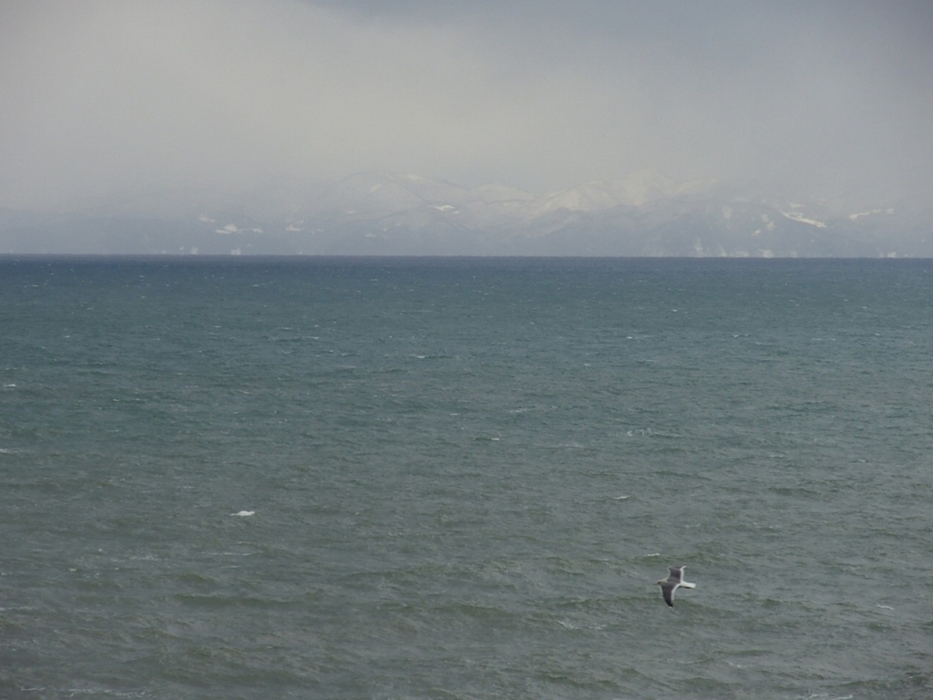 白鳥は哀しからずや・・の、哀しいのは何？ 滋味日日・・はなぱんだ の「いいこと ”お福わけ”」