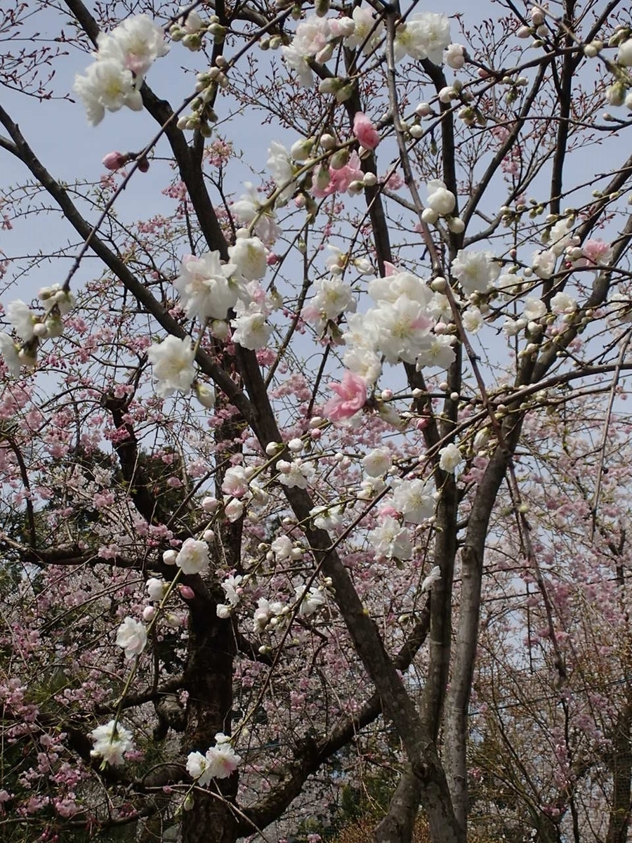 f:id:a31017:20190417123207j:plain